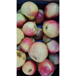 Apfel Jonagored