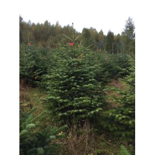 Bio-Nordmanntanne 220-300cm