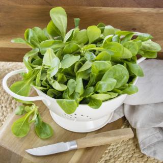 Feldsalat, eigener Anbau