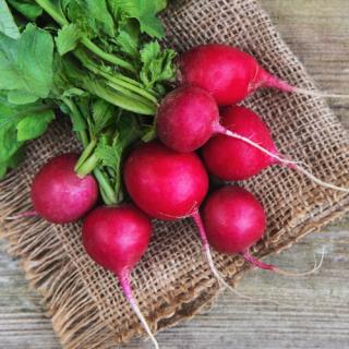 Radieschen Bund, eigener Anbau