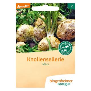 Knollensellerie