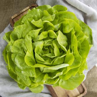 Kopfsalat grün, eigener Anbau